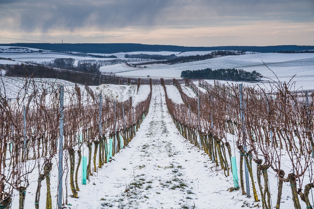 Co se skrývá za sklenkou vína aneb Kdo chce slopat, musí kopat. Vinohrad ani v zimě nespí