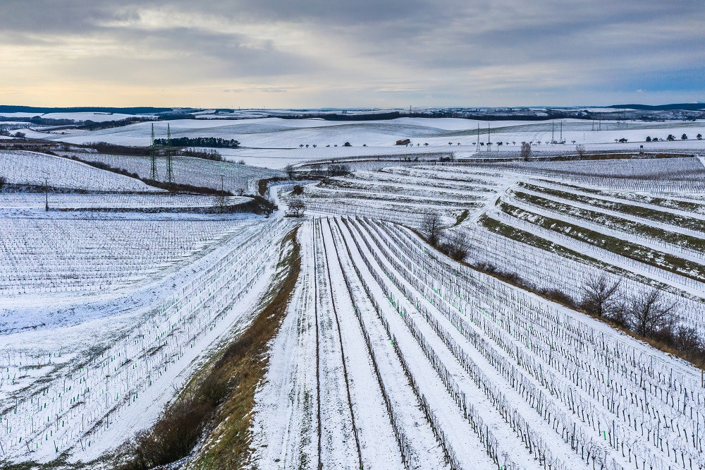 Co se skrývá za sklenkou vína aneb Kdo chce slopat, musí kopat. Vinohrad ani v zimě nespí