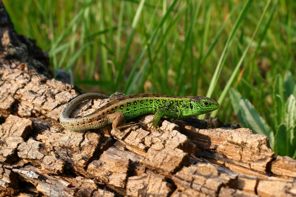 Ještěrky v době páření napadá více klíšťat.