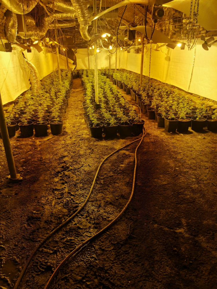 Odhalena další pěstírna konopí. Kriminalisté našli více než šest set rostlin