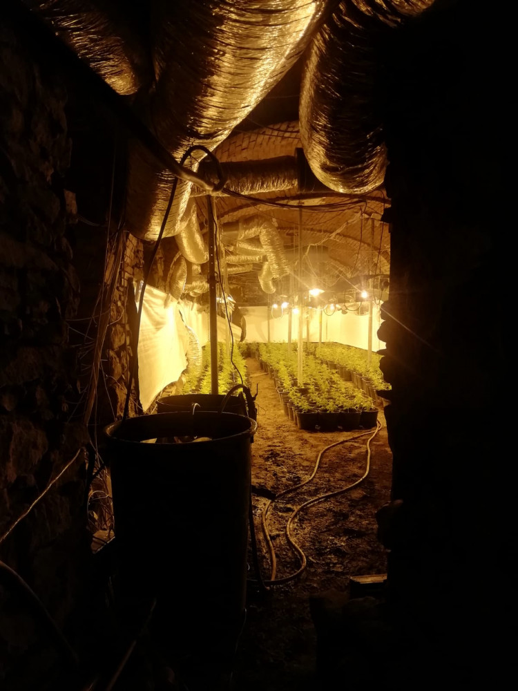 Odhalena další pěstírna konopí. Kriminalisté našli více než šest set rostlin