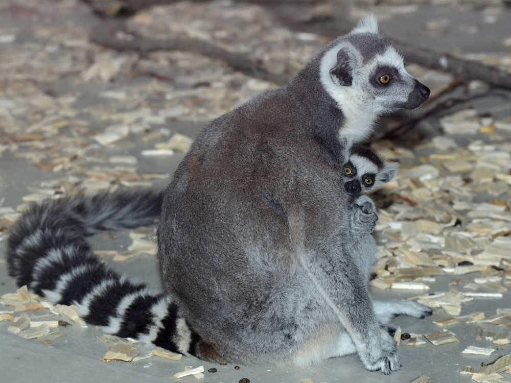 Olomoucká zoo má další mládě lemura. Chová je už téměř deset let