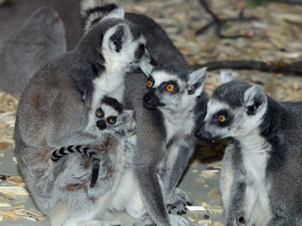 Olomoucká zoo má další mládě lemura. Chová je už téměř deset let