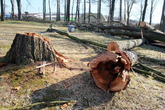 Ve frýdlantském parku muselo k zemi osmnáct stromů. Ohrožovaly návštěvníky