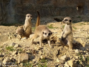 Za týden otevřou obchody s dětským zbožím, papírnictví, farmářské trhy a zoo