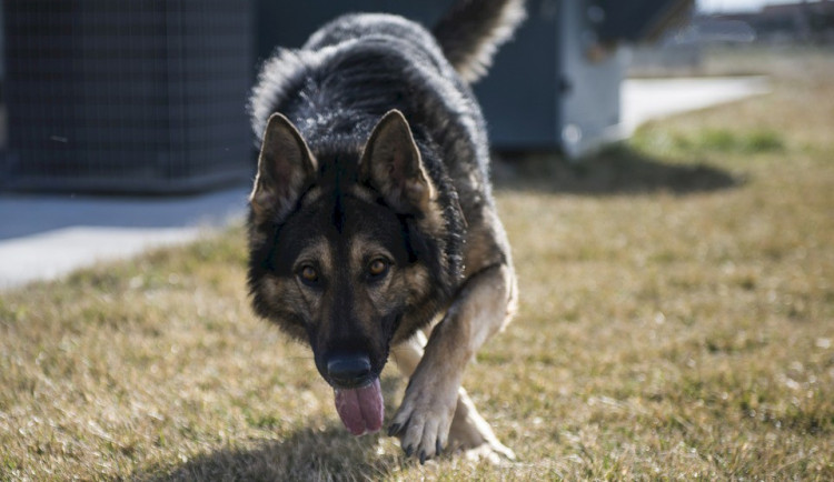 Muže se psem napadl cizí ovčák. Majitelka se bude zodpovídat ze dvou přestupků