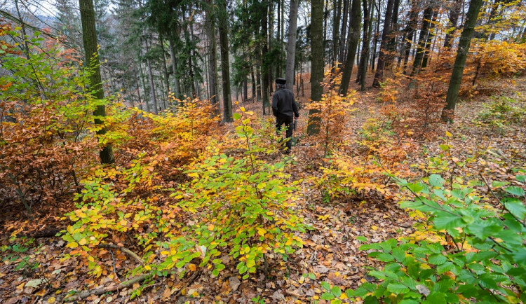 Stabilnější a rozmanitější lesy. Nadace Ivana Dejmala letos vysází 70 000 stromů