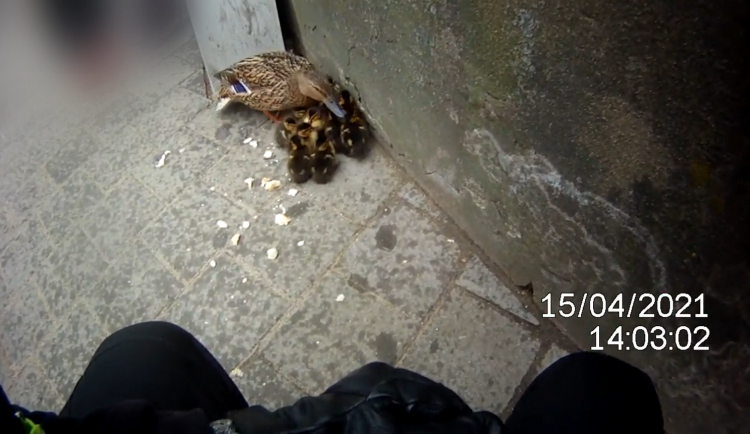 Jedenáct káčátek zabloudilo do města, na rušné ulici je odchytili strážníci