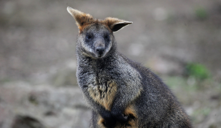 Brněnská zoo vítá malé klokánky, začali vylézat z vaků