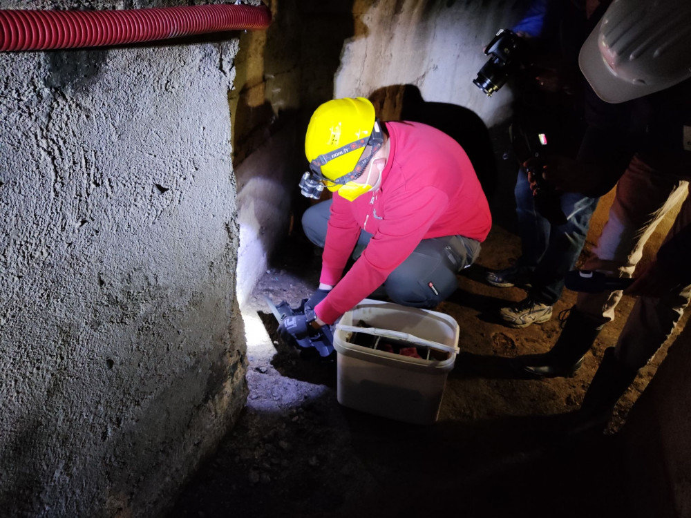 Od tohoto týdne probíhá v Jihlavě deratizace. Potkanů je nejvíce na Březinkách, Dolině nebo v Kollárově ulici