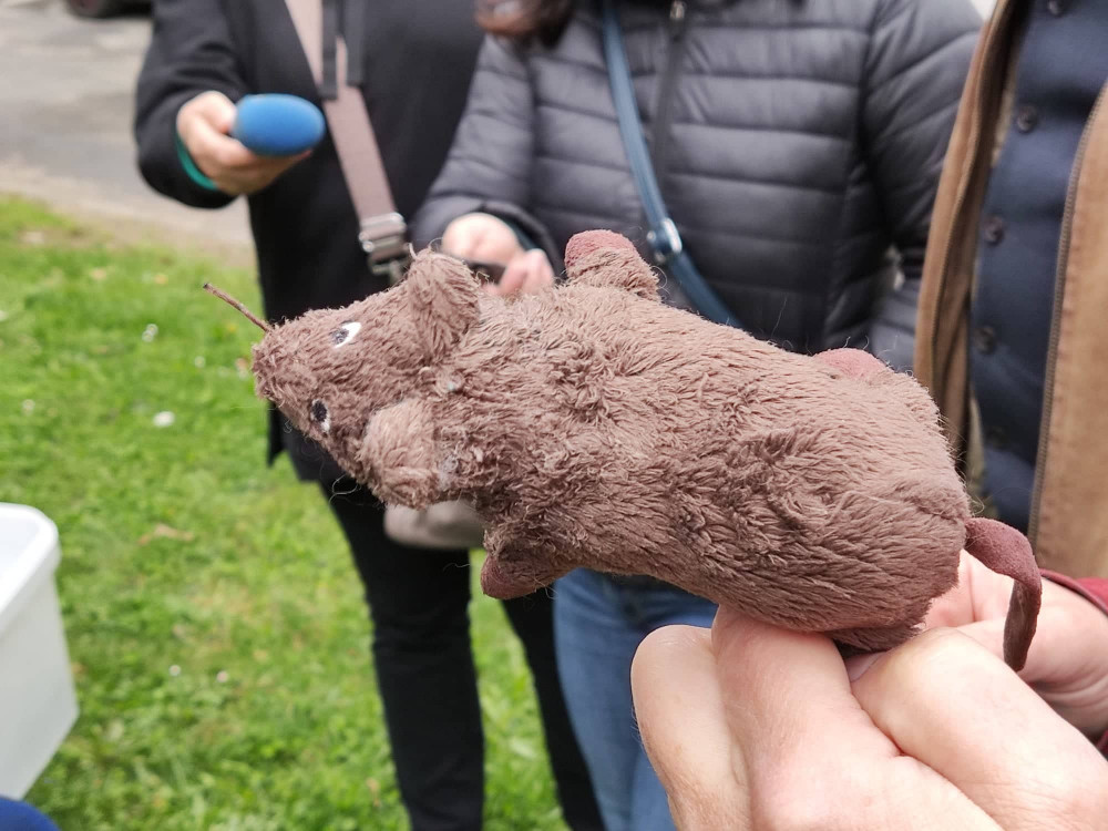 Od tohoto týdne probíhá v Jihlavě deratizace. Potkanů je nejvíce na Březinkách, Dolině nebo v Kollárově ulici