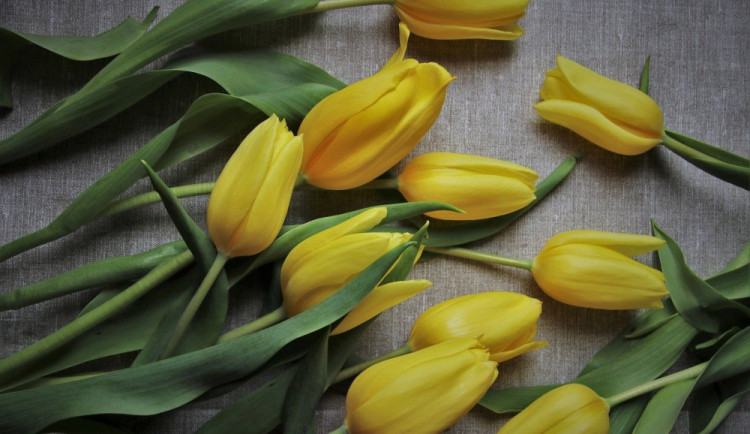 Dnes je Den matek. Jeho kořeny v Československu sahají až do roku 1923