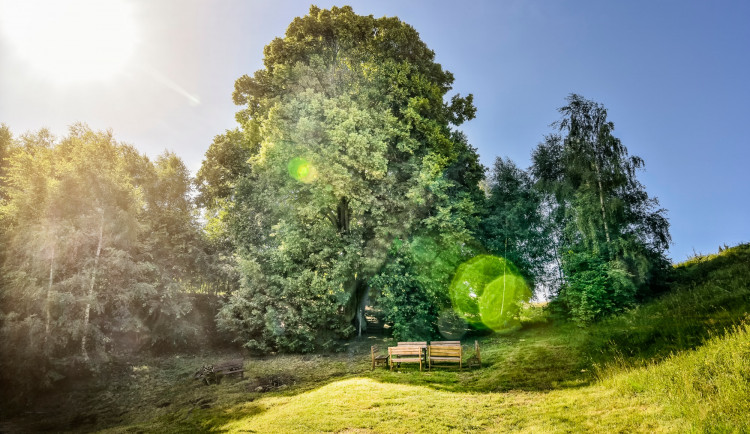 Strom roku má své finalisty, jižní Moravu reprezentuje šmigule