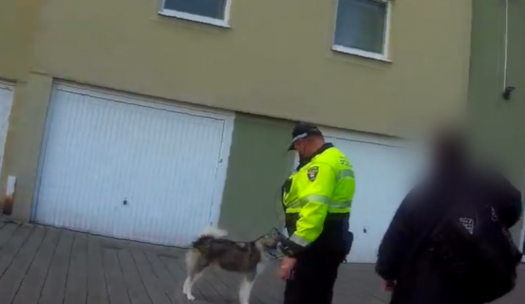 Husky dva dny trpěl zavřený v autě, zůstal na vodítku a bez vody