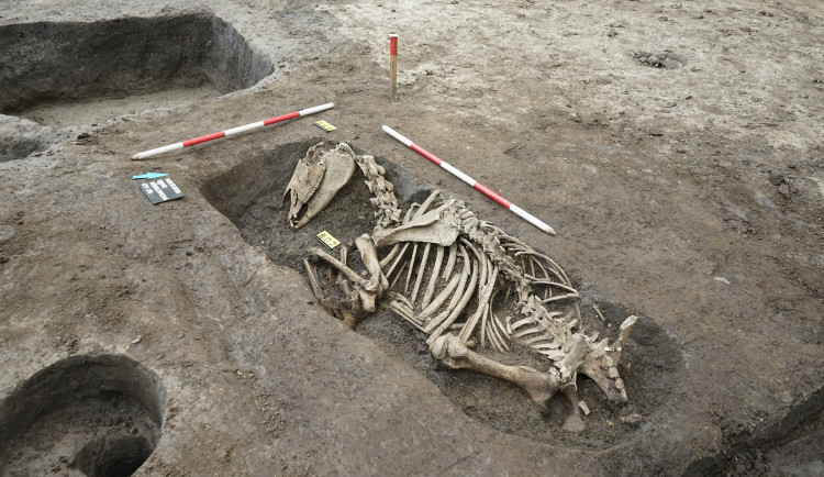 Archeology překvapilo pohřebiště koní v centru Brna