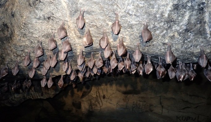 Brněnští vědci zkoumají mykobakterie, které přenášejí netopýři