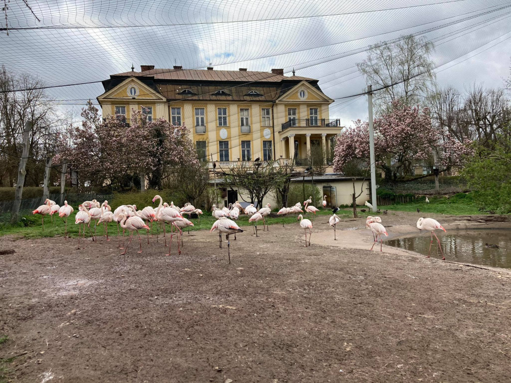 Safari Park ve Dvoře Králové chce chovat tučňáky. Staví pro ně speciální pavilon