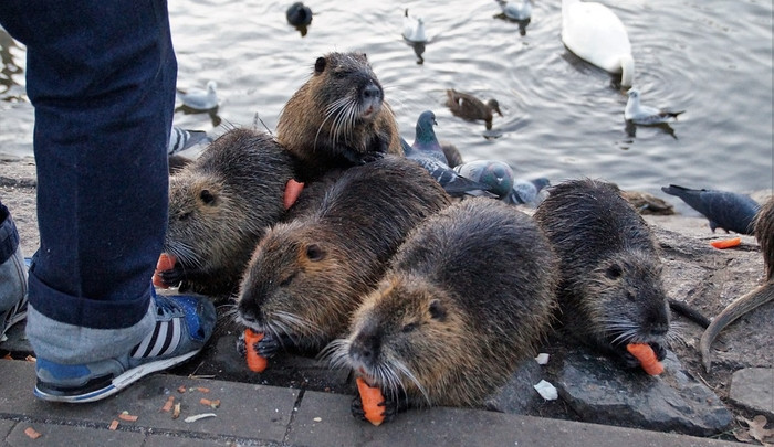 Lidé krmí invazivní nutrie, přemnožená zvířata vzala útokem i Kuřim