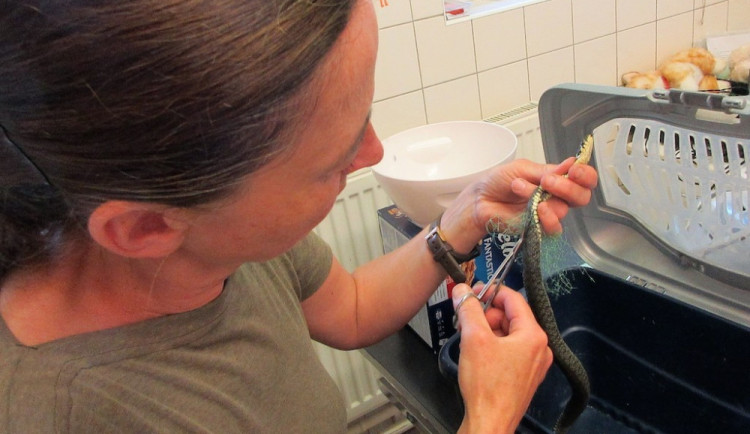 Liberecká Archa zažívá náročné období. Přijímá třikrát více pacientů a denně má i deset výjezdů