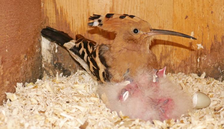 Brněnská zoo pomáhá ohroženým dudkům. Ptáčci se líhnou ve speciální budce