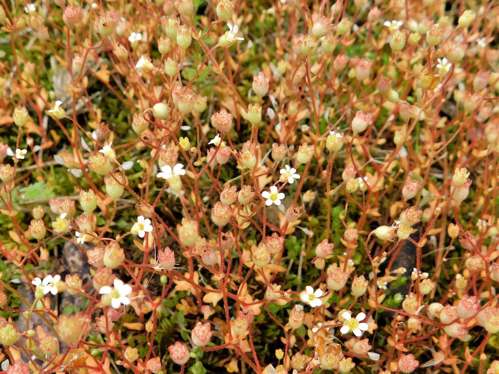Na českobudějovických trávnících našli biologové další ohrožené druhy rostlin