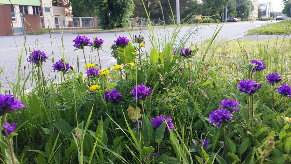 Na českobudějovických trávnících našli biologové další ohrožené druhy rostlin