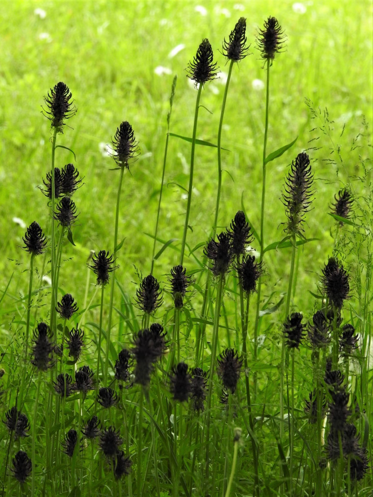 Na českobudějovických trávnících našli biologové další ohrožené druhy rostlin