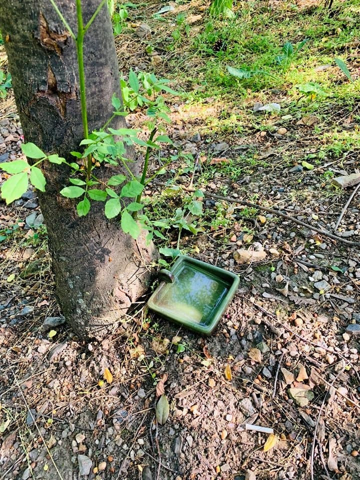 V parcích v Praze 3 vznikla pítka pro ptáky. Lidé si jej mohou vyrobit i doma