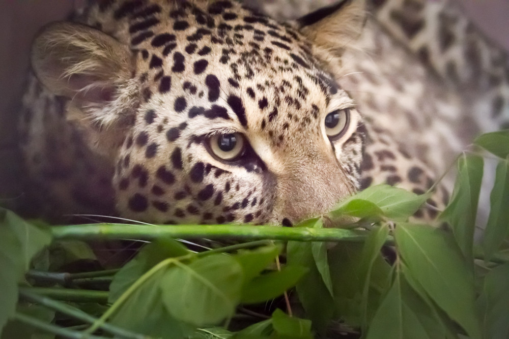 Do Safari Parku dorazila levhartí samice Banu. Má za úkol oživit legendární chov v Podkrkonoší