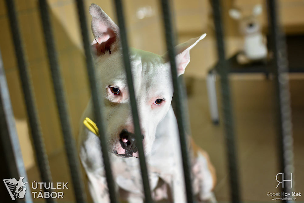 Radek Havlicek-VividFoto.cz