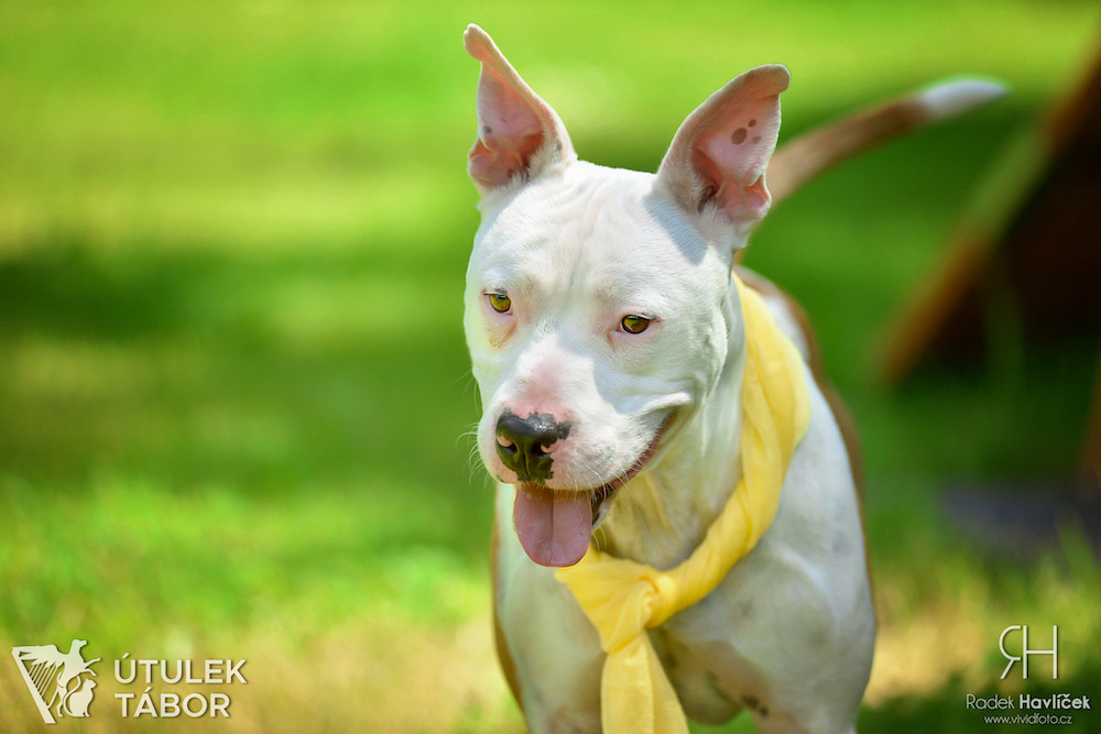 Radek Havlicek-VividFoto.cz