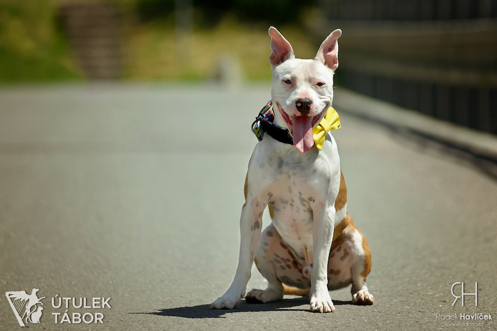 Radek Havlicek-VividFoto.cz