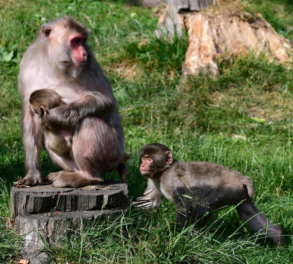 Skupinka chronických útěkářů se rozrostla. V Olomoucké zoo se narodila dvojice makaků