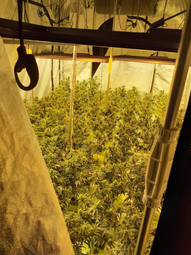 Kriminalisté rozbili gang dealerů kokainu a konopí. Našli drogy, hotovost i zbraně