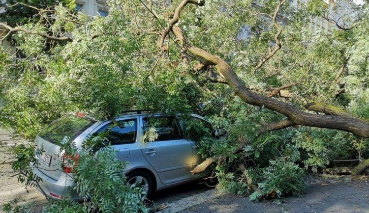 V Praze spadl strom na auto. Park je kvůli možným pádům dalších stromů uzavřen