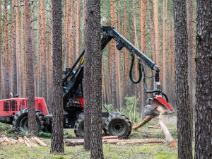 Piráti se Starosty chtějí přikázat Lesům ČR prodávat dříví českým pilám