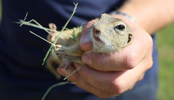 Ohroženým syslům se u letiště daří, Zoo Brno do přírody vypustila další