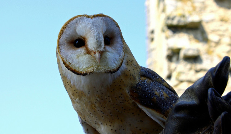 Muž v centru Prahy nabízel lidem fotku s ohroženou sovou pálenou. Případ řeší policie