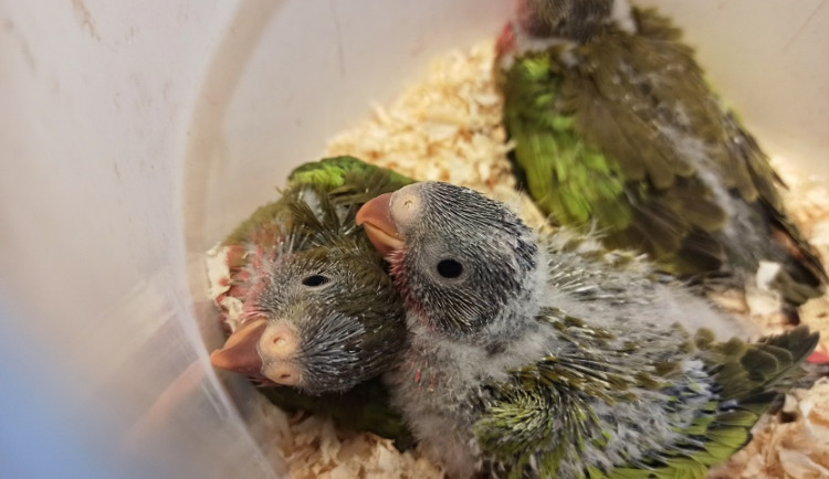 Zoo Brno slaví nejúspěšnější odchov papoušků za poslední dekádu