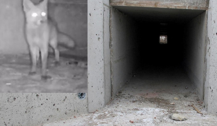 Vydry i lišky se naučily používat bezpečné tunely pod silnicí