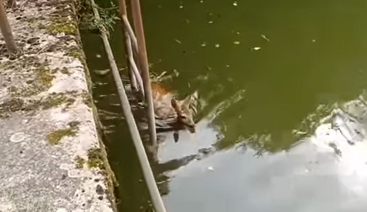 Srnec spadl do vodní nádrže. K jeho záchraně vyjeli hasiči, nakonec nebyli potřeba