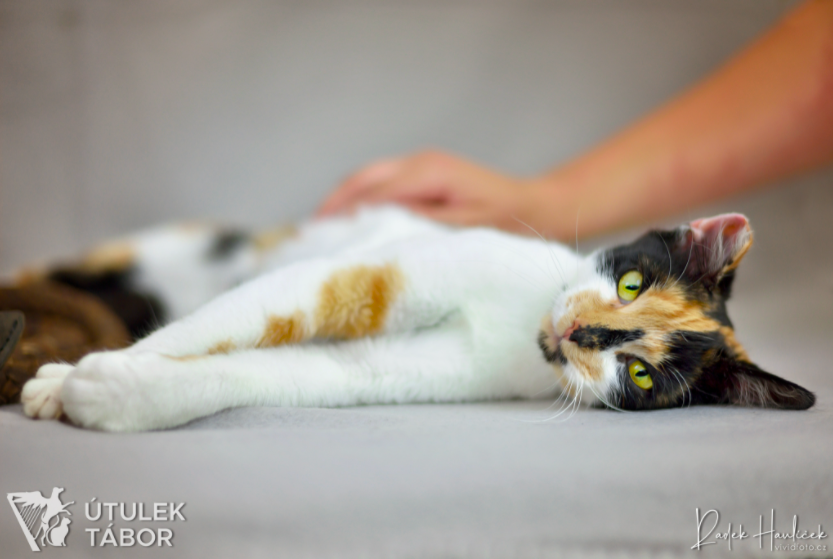 Kočičí princezna Fantagiro hledá nový domov