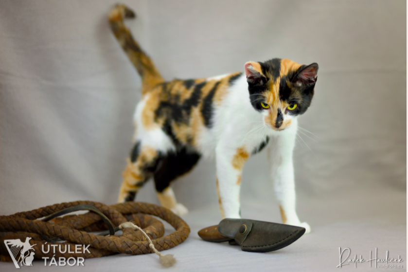 Kočičí princezna Fantagiro hledá nový domov