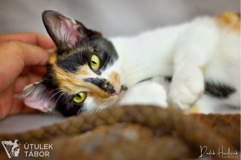 Kočičí princezna Fantagiro hledá nový domov