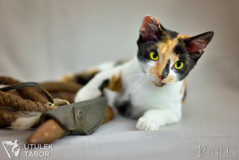 Kočičí princezna Fantagiro hledá nový domov