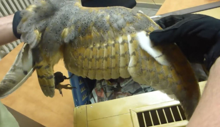 Cizinec nabízel turistům fotku s ohroženou sovou. Když uviděl policii, schoval ji pod triko