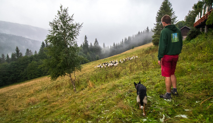 Z ajťáka farmářem. Jeroen Aerts odešel z kanceláře, teď pase ovce v Krkonoších