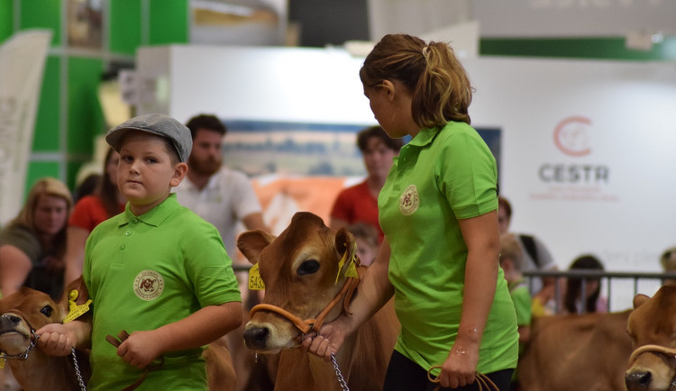 Do Brna přijela kráva Berta i vítězka Velké pardubické. Začal veletrh Animal Tech
