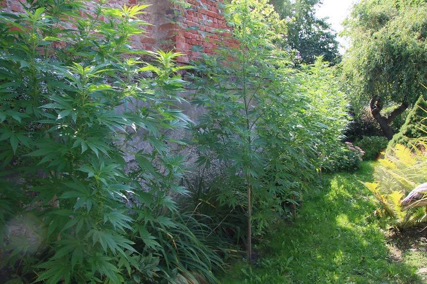 Přerovští kriminalisté zatkli dealera drog. Našli u něj pět kilomarihuany