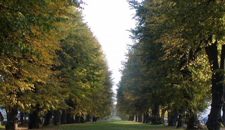 Blansko věnuje novou lipovou alej osobnostem města